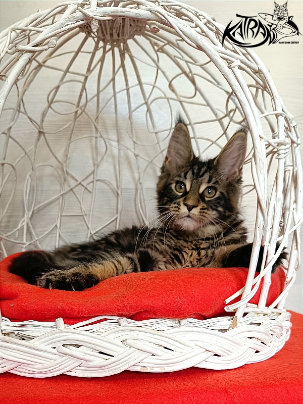 Katran Wendy - Кошеня мейн-кун 3 місяця 1 тиждень