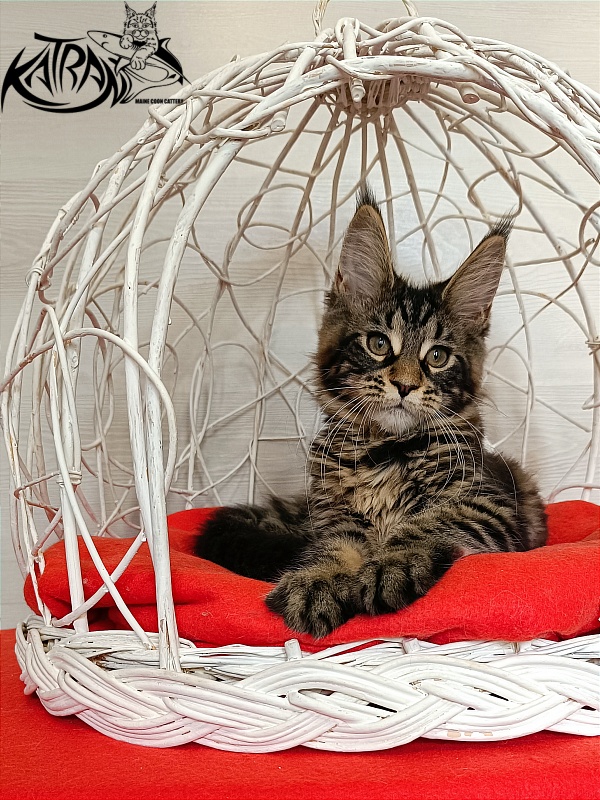 Katran Wendy - Кошеня мейн-кун 3 місяця 1 тиждень