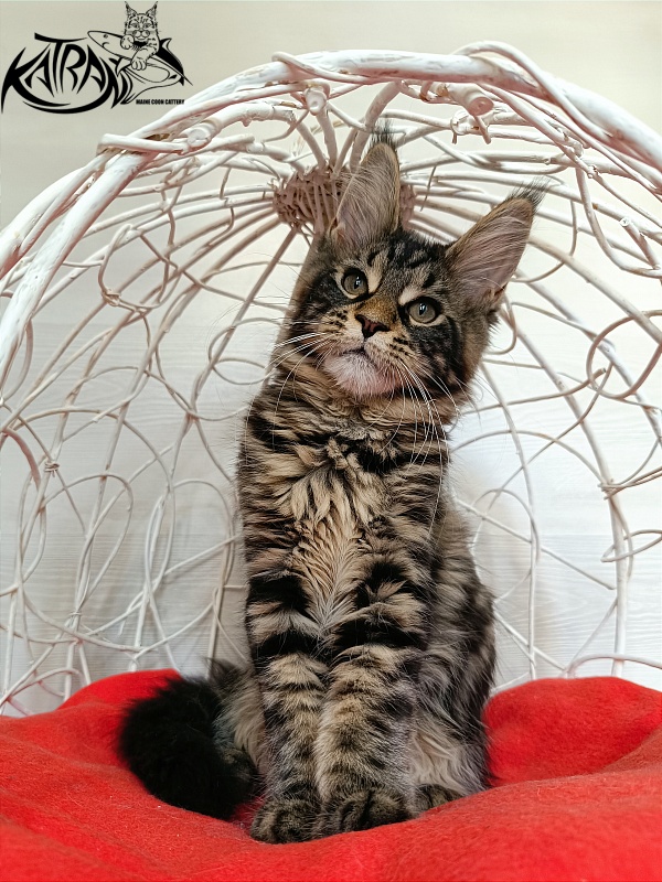 Katran Wendy - Кошеня мейн-кун 3 місяця 1 тиждень