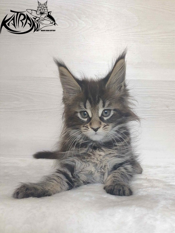 Katran Wendy - Кошеня мейн-кун 1 місяць 3 тижні