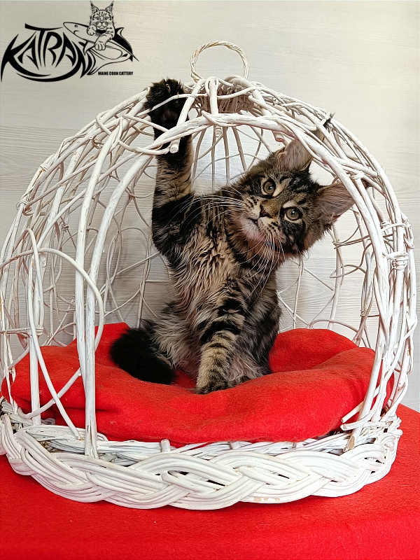 Katran Wendy - Кошеня мейн-кун 3 місяця 1 тиждень