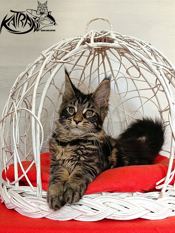 Katran Wendy - Кошеня мейн-кун 3 місяця 1 тиждень