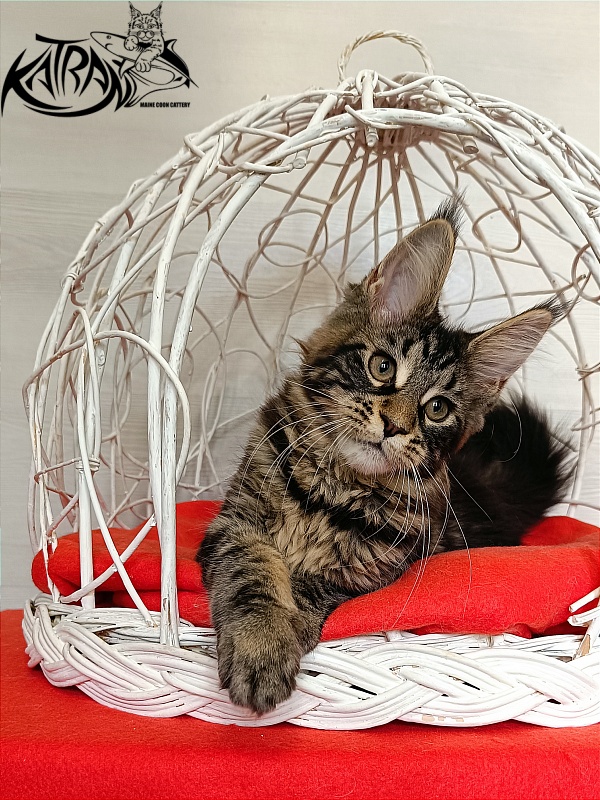 Katran Wendy - Кошеня мейн-кун 3 місяця 1 тиждень