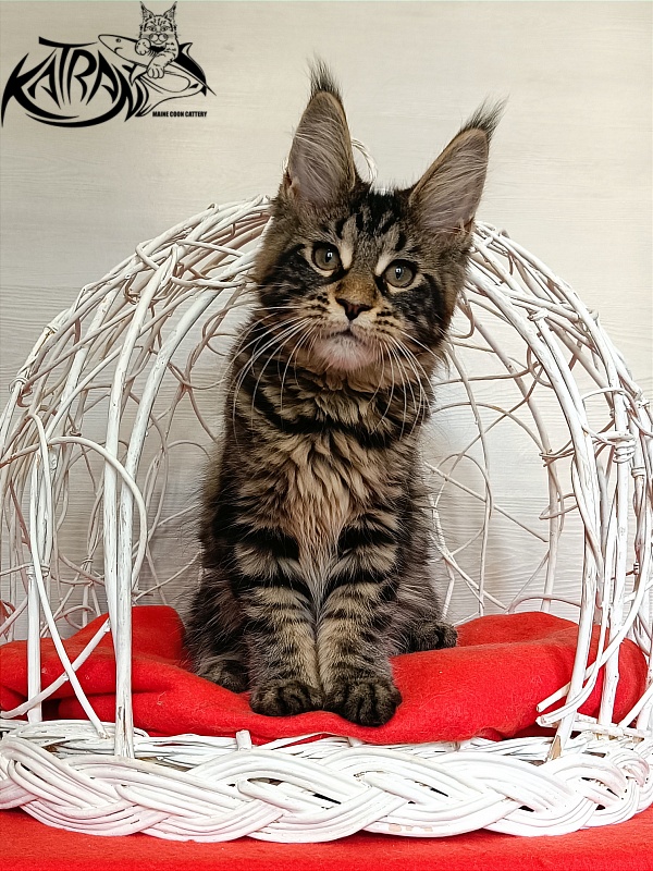 Katran Wendy - Кошеня мейн-кун 3 місяця 1 тиждень