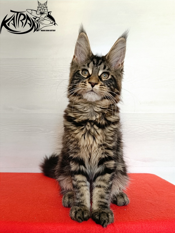 Katran Wendy - Кошеня мейн-кун 3 місяця 1 тиждень