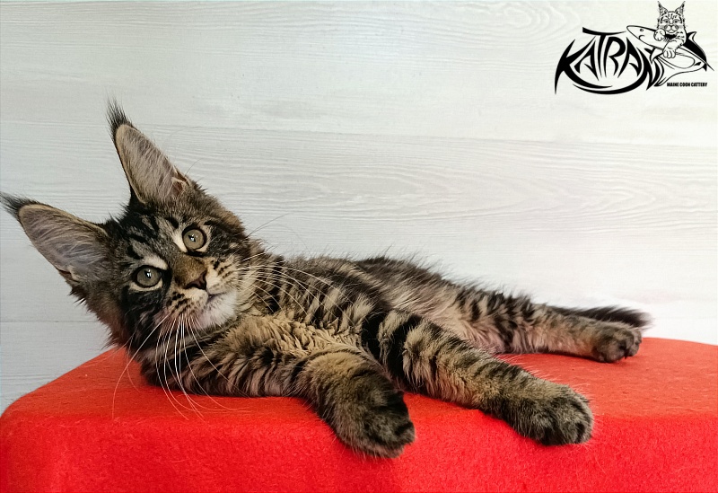 Katran Wendy - Кошеня мейн-кун 3 місяця 1 тиждень