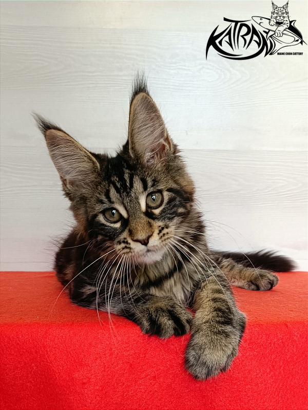 Katran Wendy - Кошеня мейн-кун 3 місяця 1 тиждень