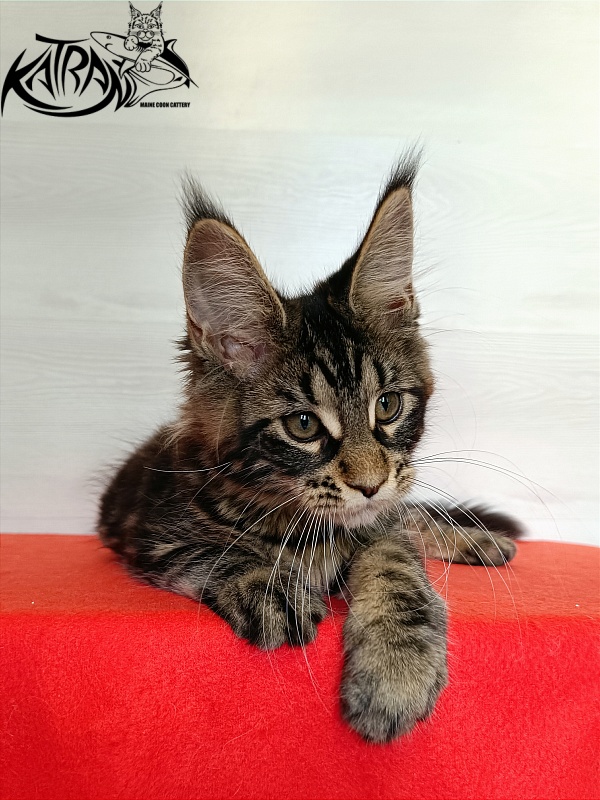 Katran Wendy - Кошеня мейн-кун 3 місяця 1 тиждень