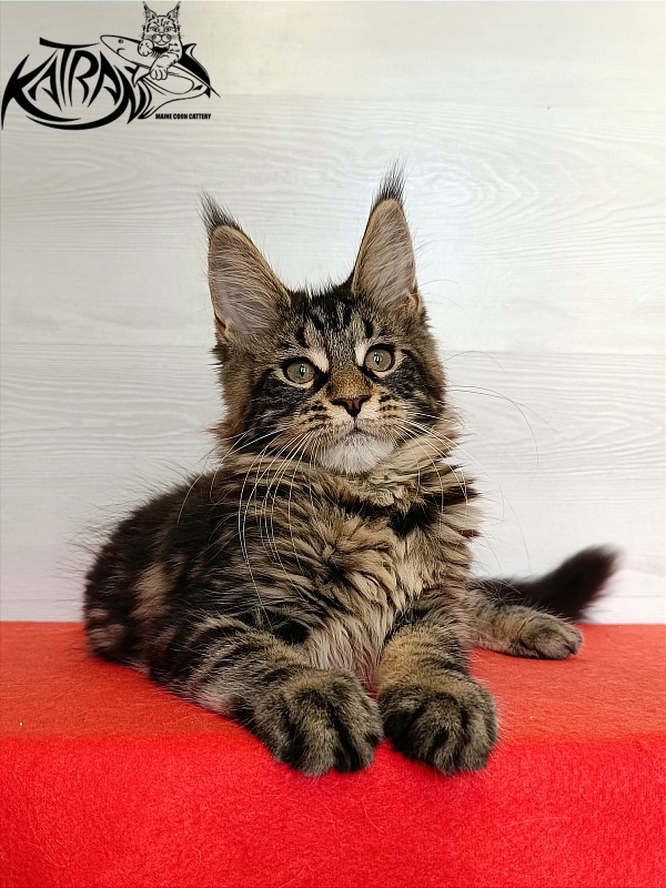 Katran Wendy - Кошеня мейн-кун 3 місяця 1 тиждень