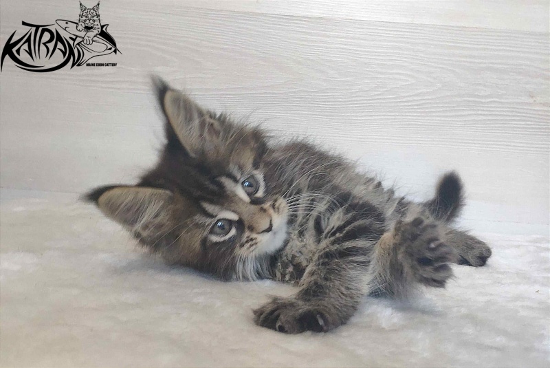 Katran Wendy - Кошеня мейн-кун 1 місяць 3 тижні