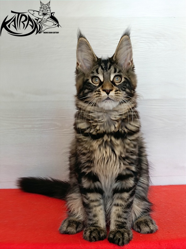 Katran Wendy - Кошеня мейн-кун 3 місяця 1 тиждень