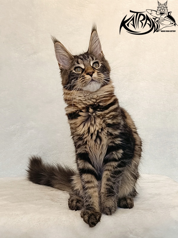 Katran Wendy - Кошеня мейн-кун 4 місяця