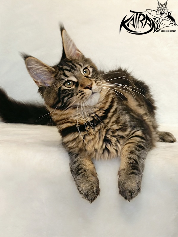 Katran Wendy - Кошеня мейн-кун 4 місяця