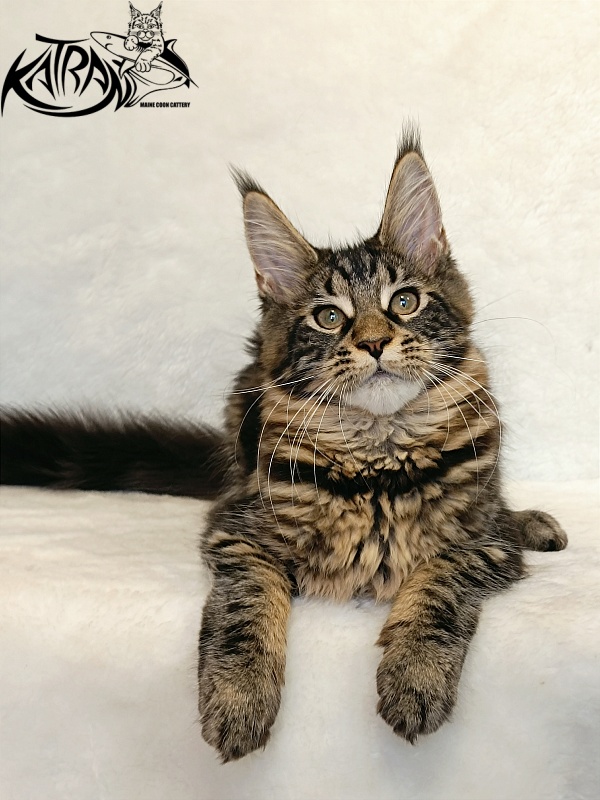 Katran Wendy - Кошеня мейн-кун 4 місяця