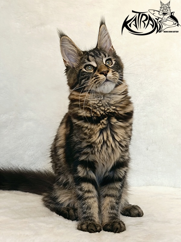 Katran Wendy - Кошеня мейн-кун 4 місяця