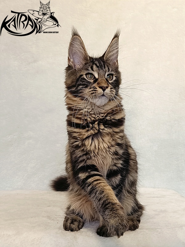 Katran Wendy - Кошеня мейн-кун 4 місяця