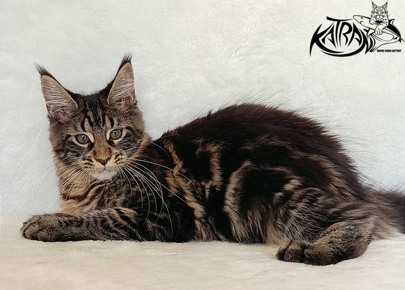 Katran Wendy - Кошеня мейн-кун 4 місяця