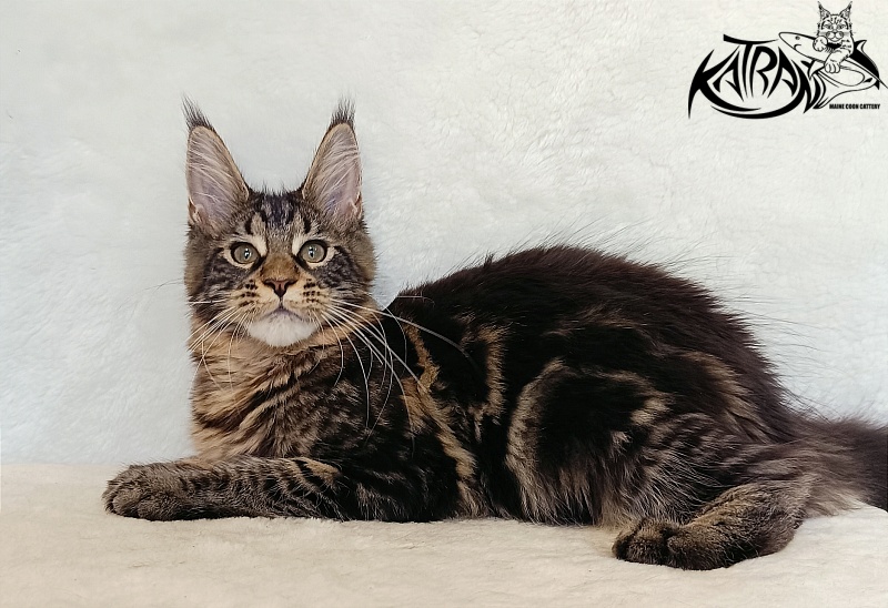 Katran Wendy - Кошеня мейн-кун 4 місяця