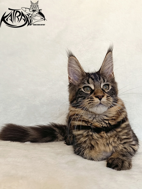 Katran Wendy - Кошеня мейн-кун 4 місяця