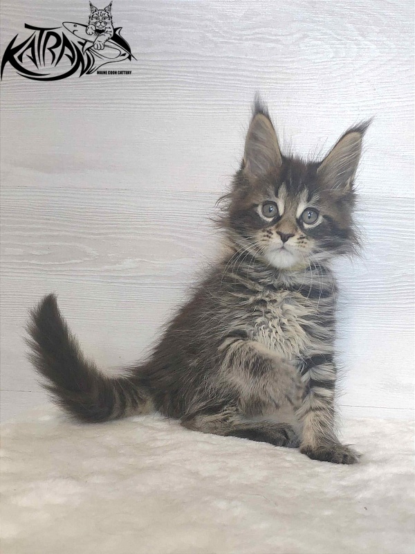 Katran Wendy - Кошеня мейн-кун 1 місяць 3 тижні