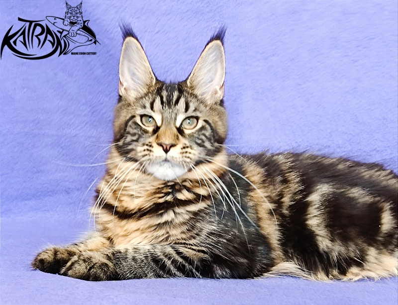 Katran Wendy - Кошеня мейн-кун 5 місяців