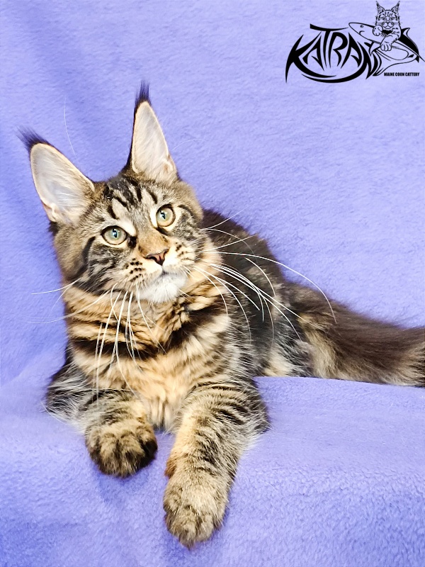 Katran Wendy - Кошеня мейн-кун 5 місяців