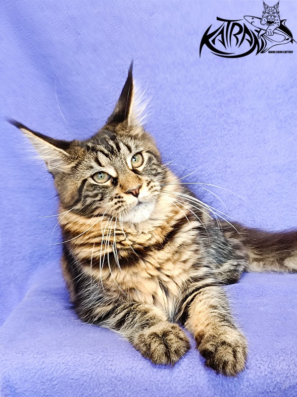 Katran Wendy - Кошеня мейн-кун 5 місяців