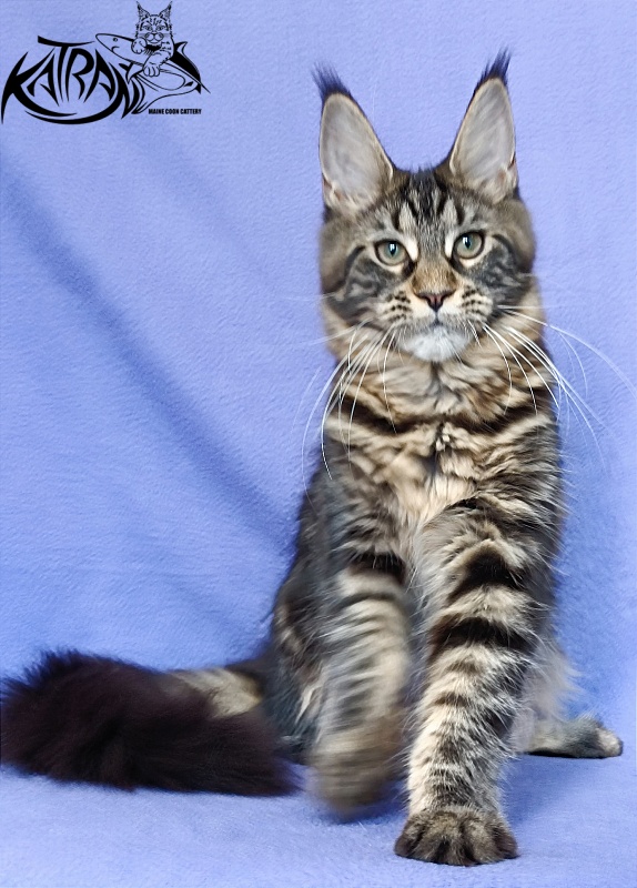 Katran Wendy - Кошеня мейн-кун 5 місяців