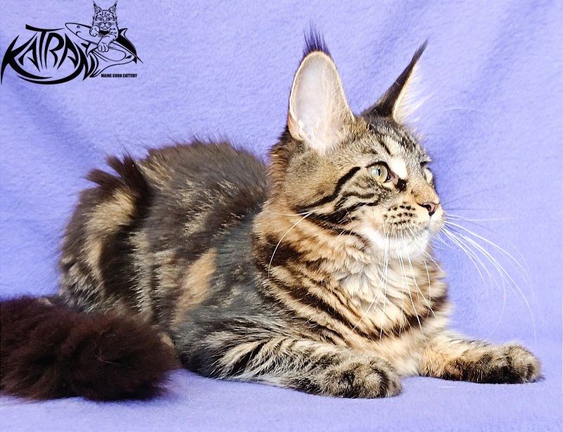 Katran Wendy - Кошеня мейн-кун 5 місяців