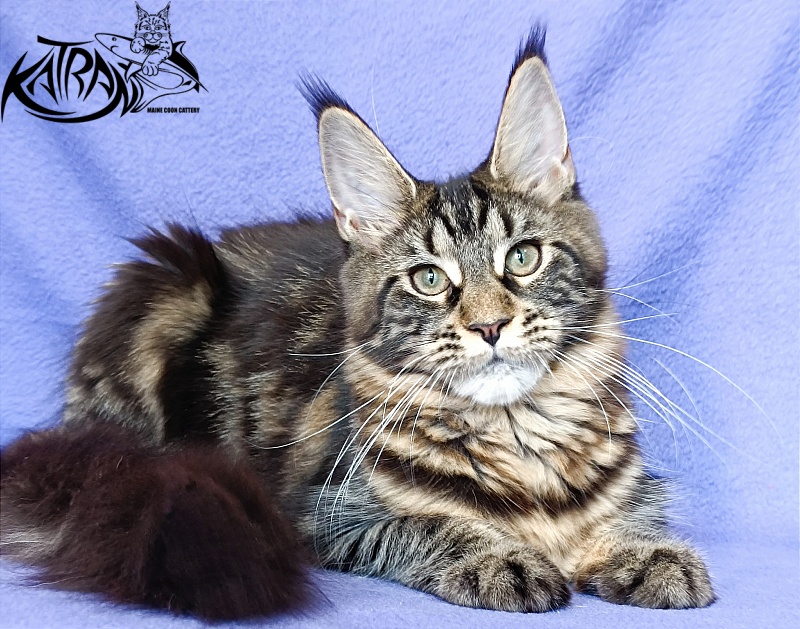 Katran Wendy - Кошеня мейн-кун 5 місяців