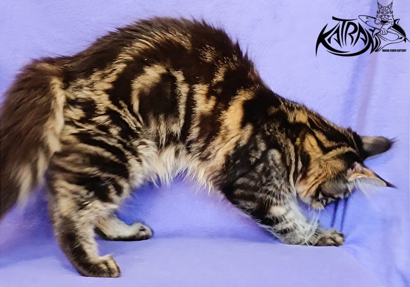 Katran Wendy - Кошеня мейн-кун 5 місяців