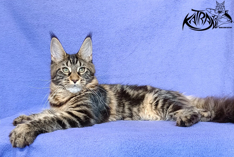 Katran Wendy - Кошеня мейн-кун 5 місяців