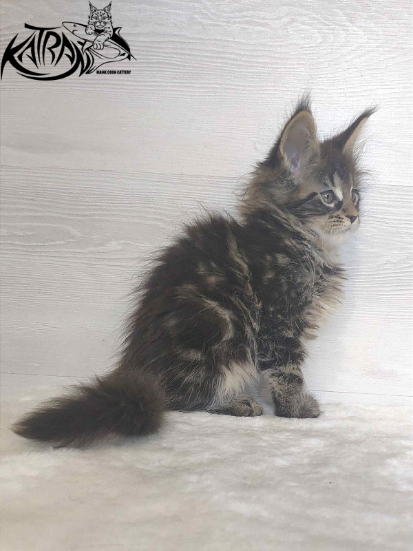 Katran Wendy - Кошеня мейн-кун 1 місяць 3 тижні