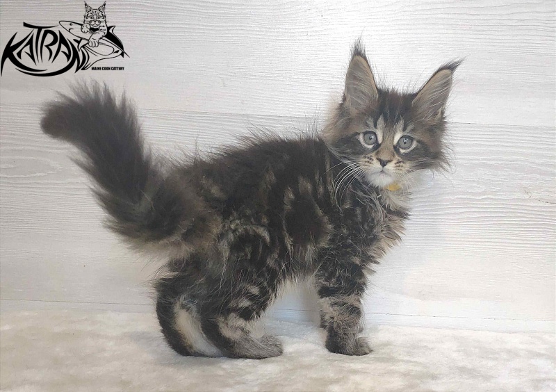 Katran Wendy - Кошеня мейн-кун 1 місяць 3 тижні