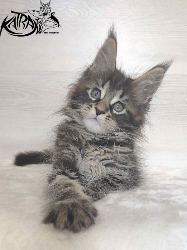 Katran Wendy - Кошеня мейн-кун 1 місяць 3 тижні