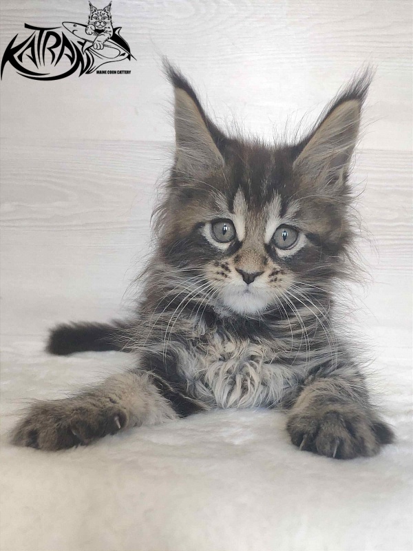 Katran Wendy - Кошеня мейн-кун 1 місяць 3 тижні