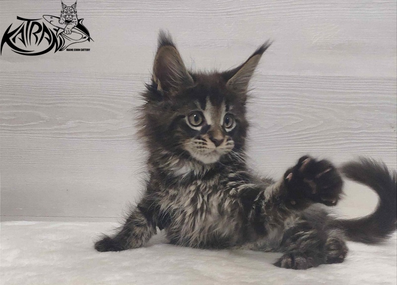 Katran Westa - Kitten maine-coon 1 month 3 weeks