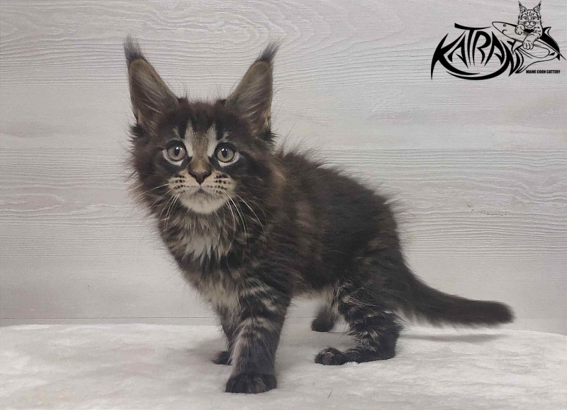 Katran Westa - Kitten maine-coon 1 month 3 weeks