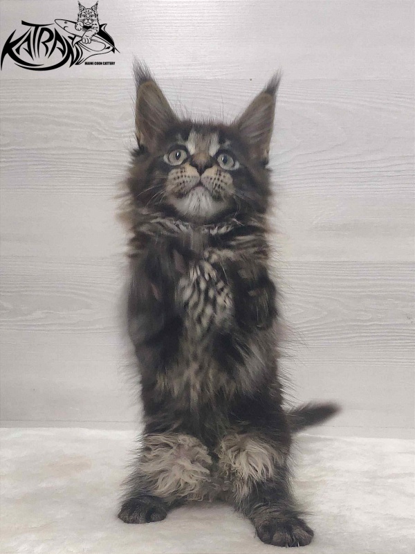 Katran Westa - Kitten maine-coon 1 month 3 weeks