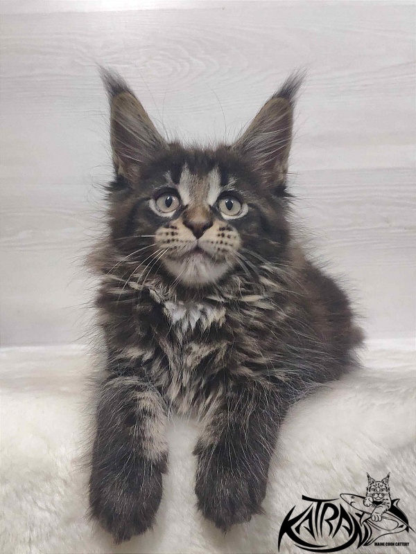 Katran Westa - Kitten maine-coon 1 month 3 weeks