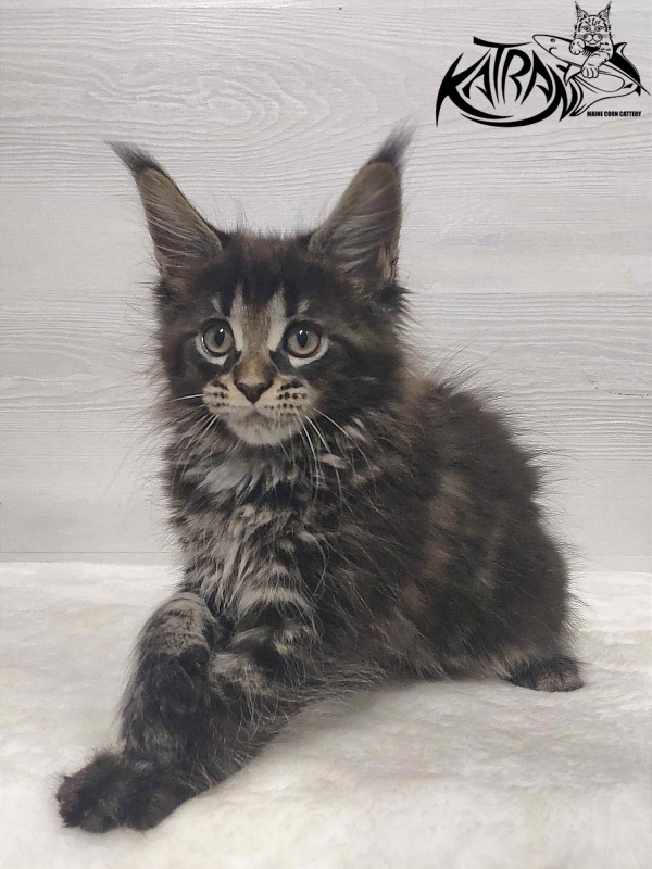 Katran Westa - Kitten maine-coon 1 month 3 weeks