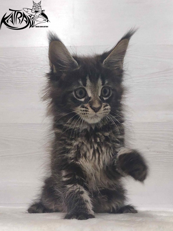 Katran Westa - Kitten maine-coon 1 month 3 weeks