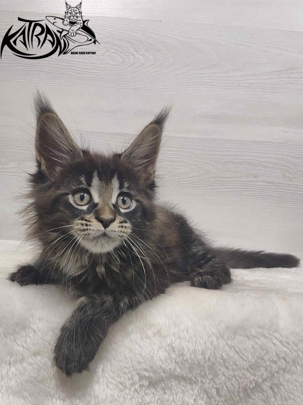 Katran Westa - Kitten maine-coon 1 month 3 weeks