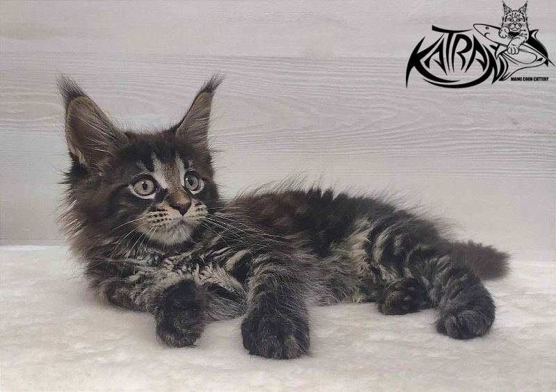 Katran Westa - Kitten maine-coon 1 month 3 weeks
