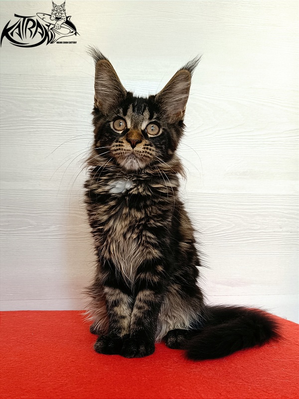 Katran Westa - Kitten maine-coon 3 months 1 week