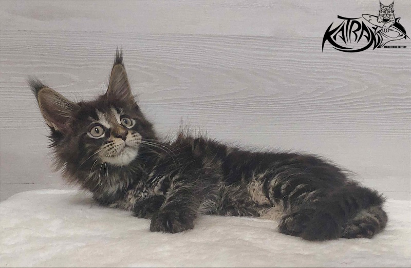 Katran Westa - Kitten maine-coon 1 month 3 weeks