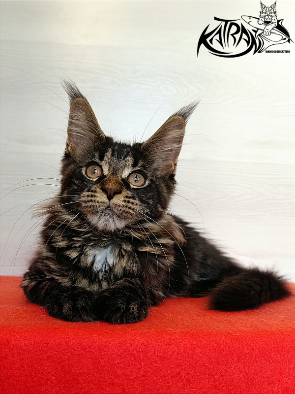Katran Westa - Kitten maine-coon 3 months 1 week