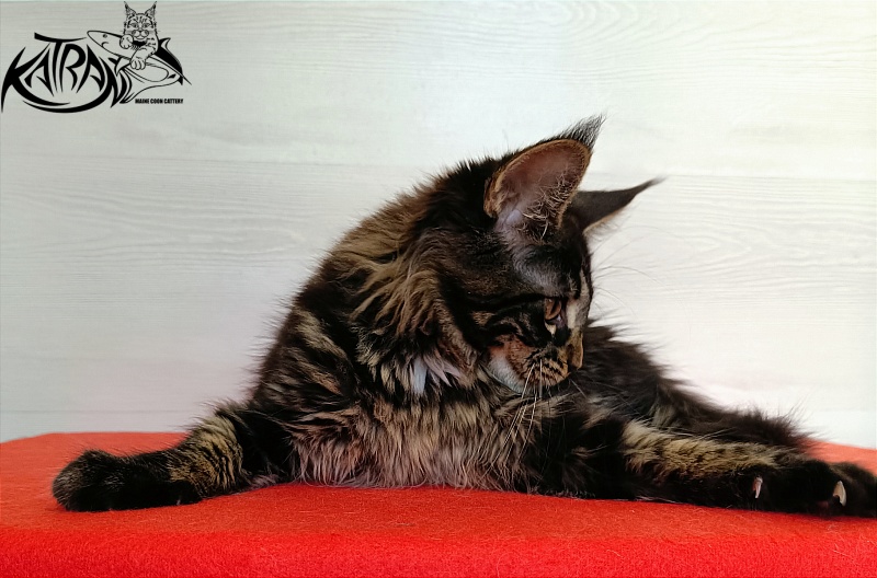 Katran Westa - Kitten maine-coon 3 months 1 week