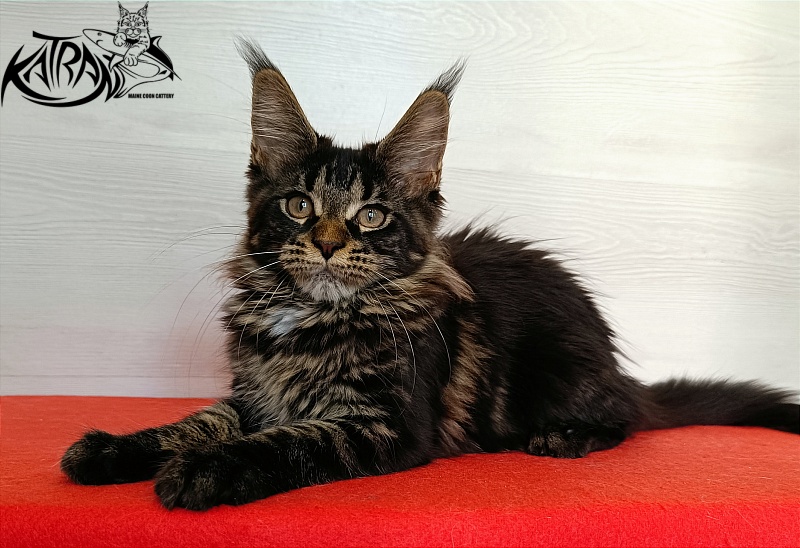 Katran Westa - Kitten maine-coon 3 months 1 week
