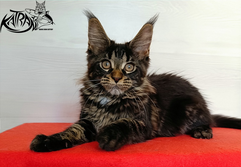 Katran Westa - Kitten maine-coon 3 months 1 week